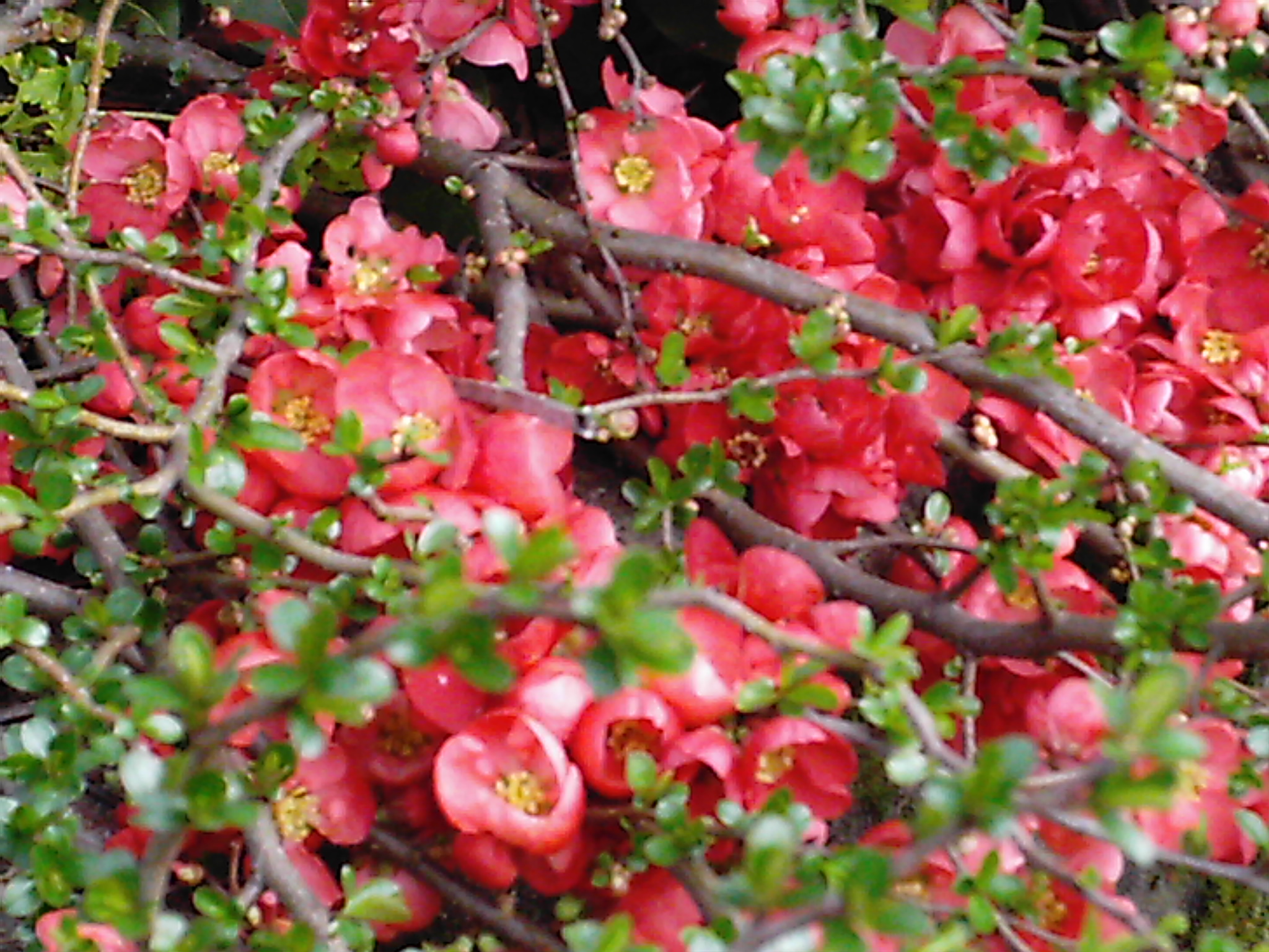 Do You Know Your Flowering Quince
